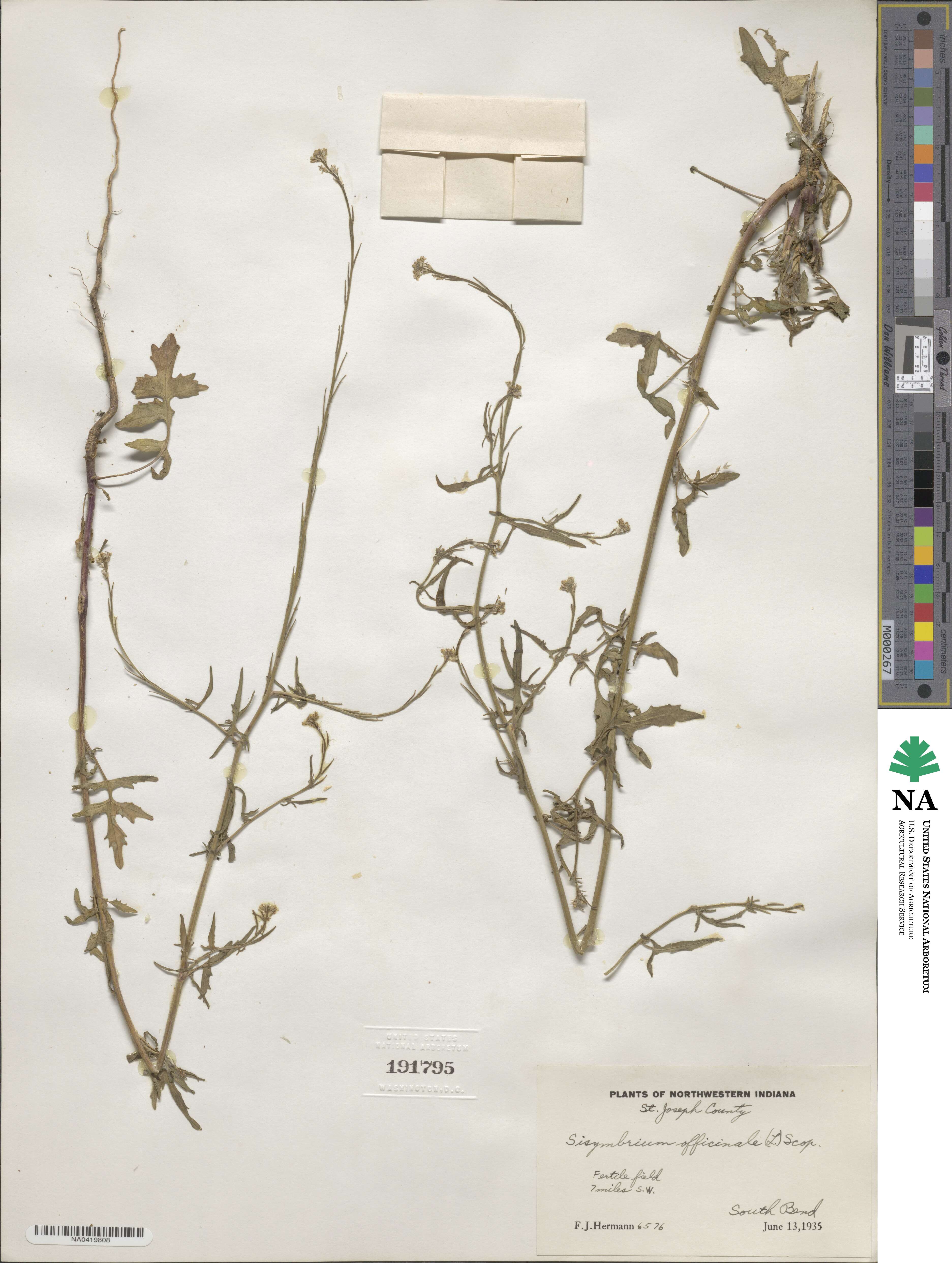 Sisymbrium officinale image