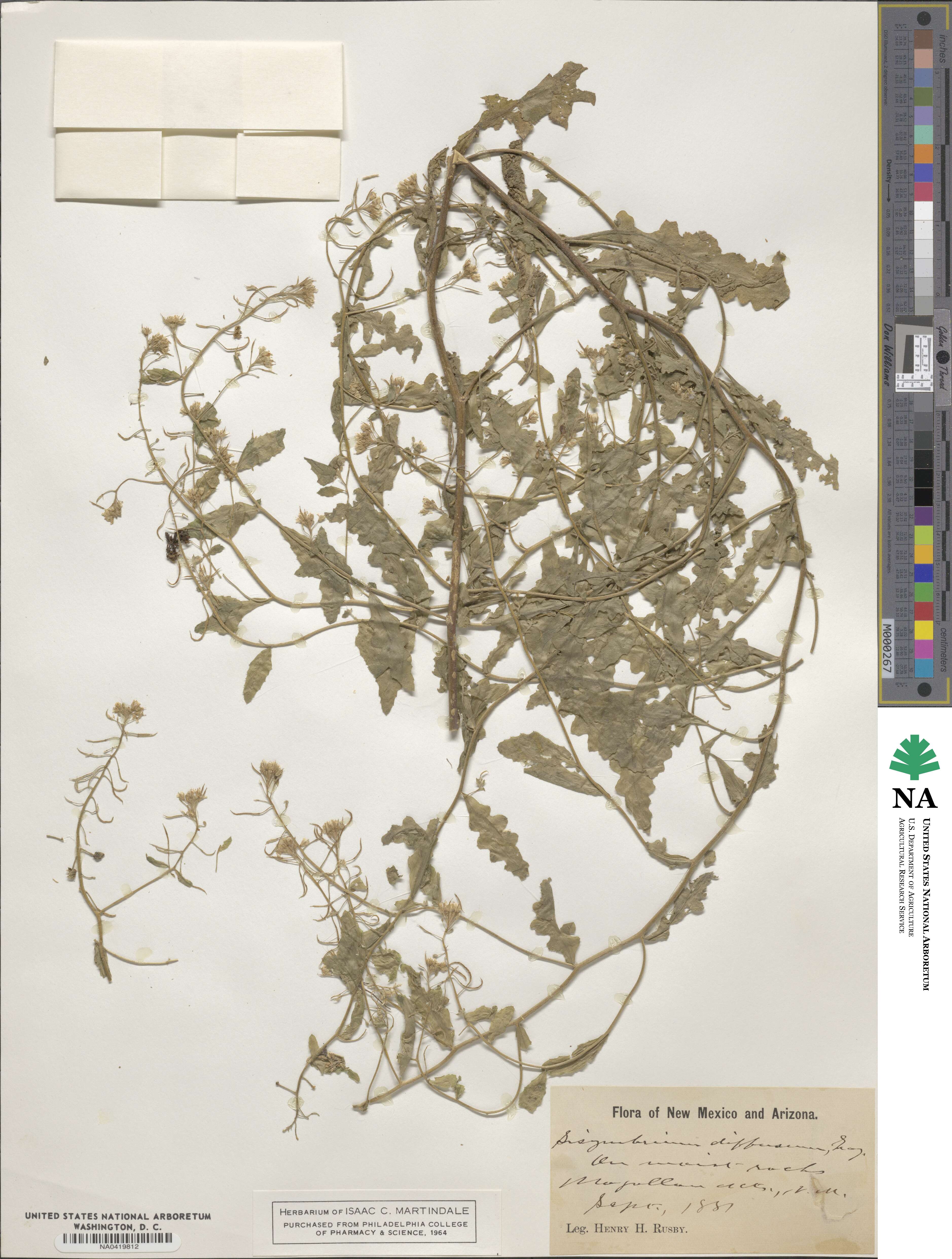 Halimolobos diffusus image