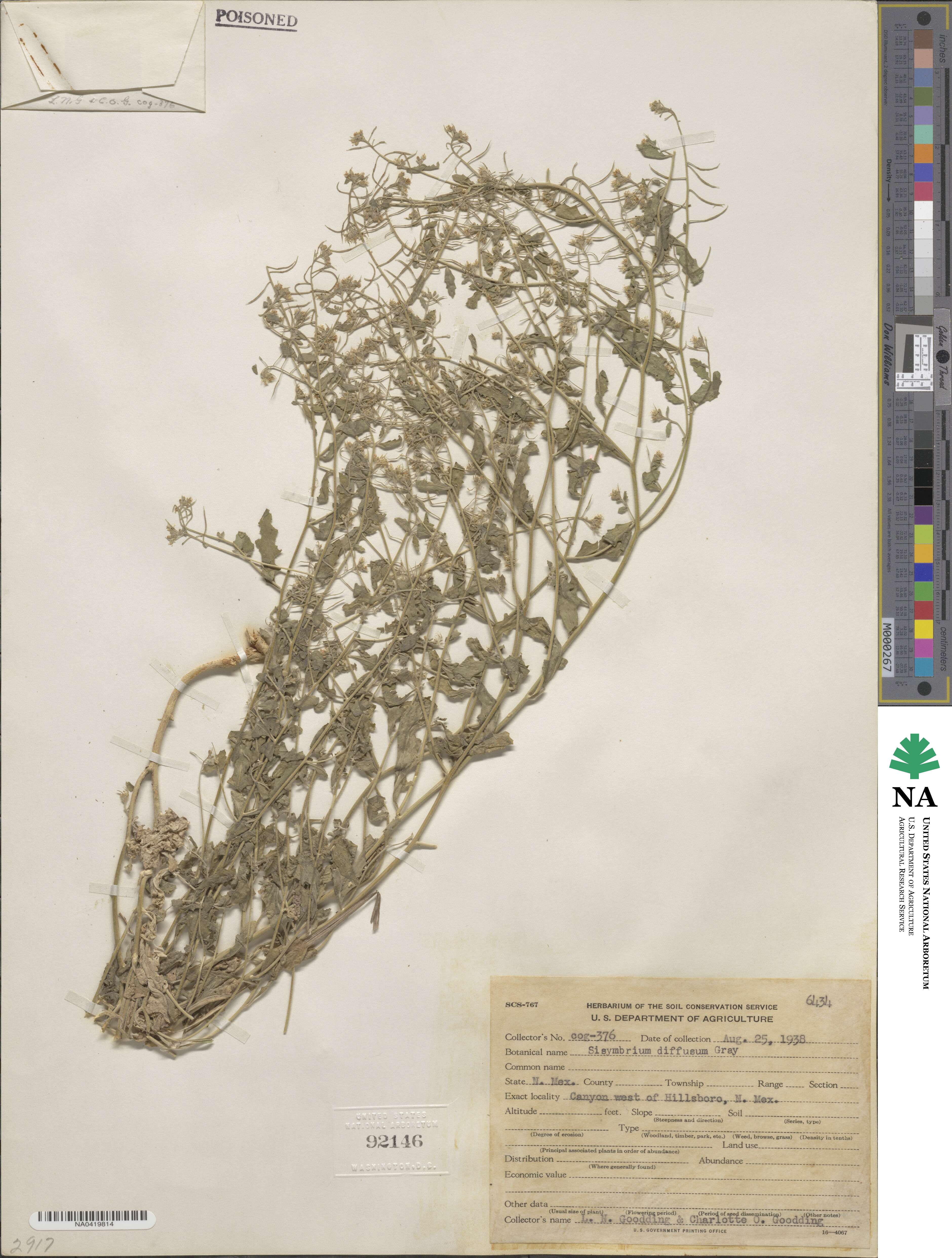 Halimolobos diffusus image