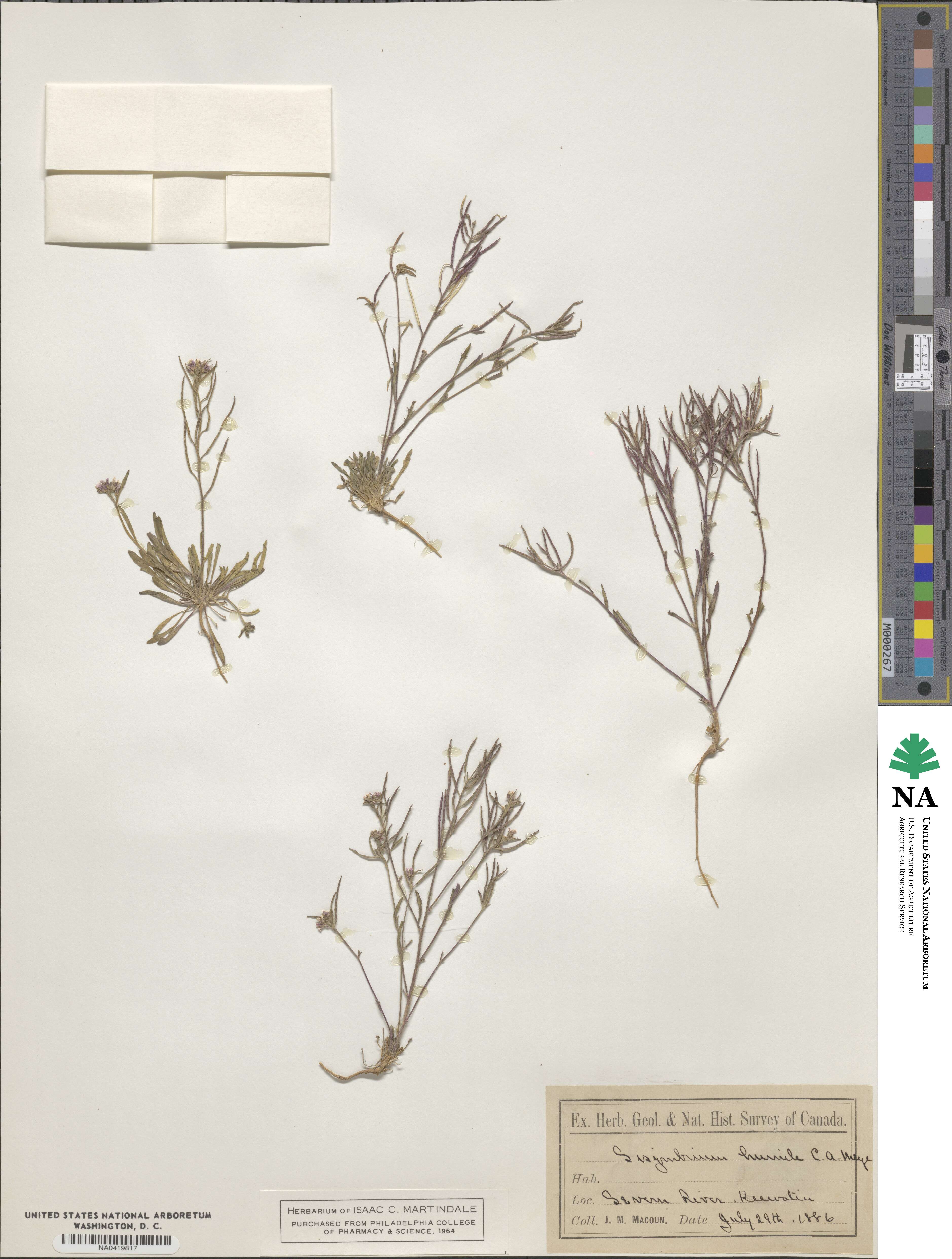Sisymbrium humile image