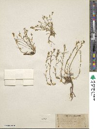 Sisymbrium humile image