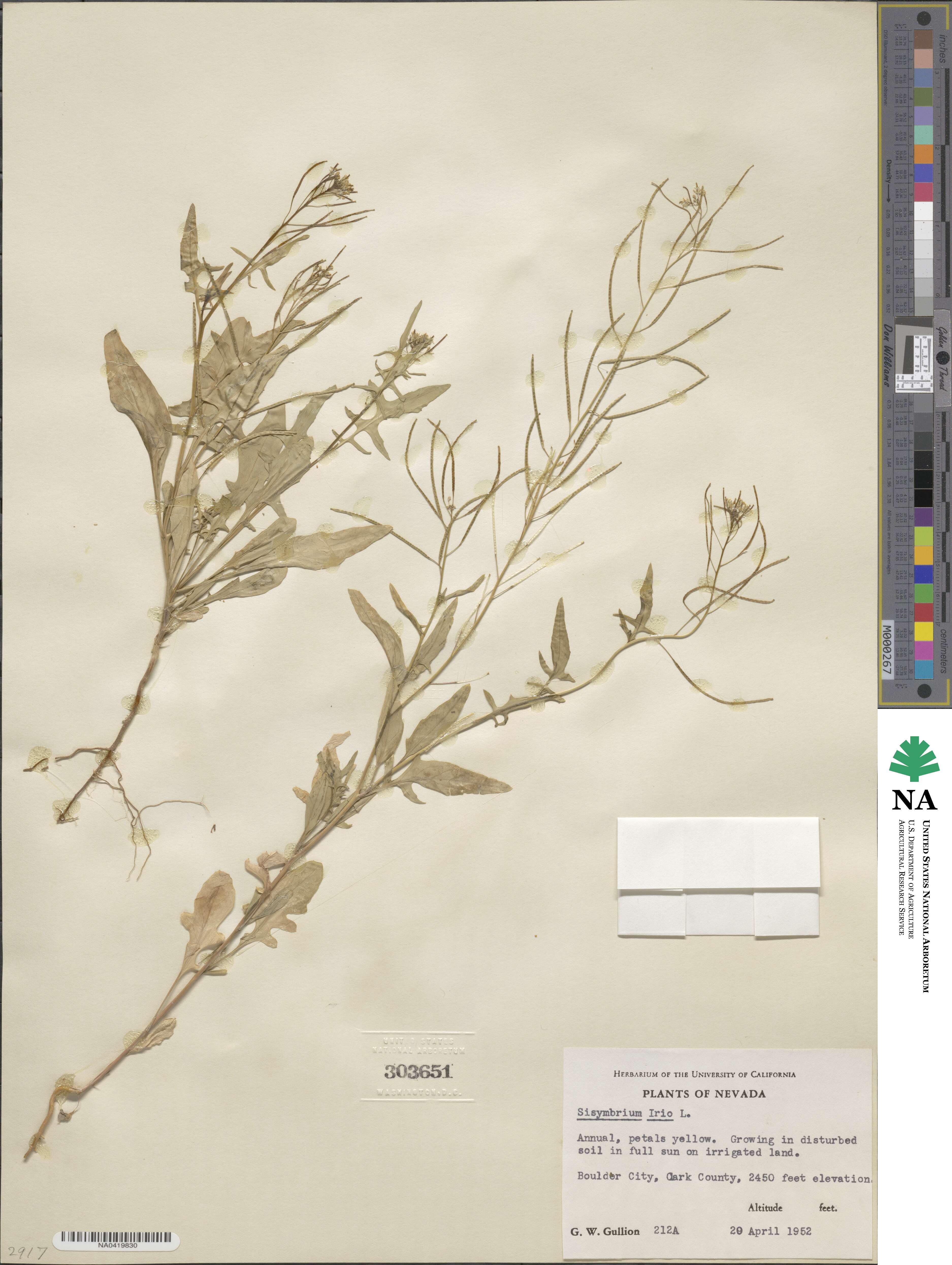 Sisymbrium irio image