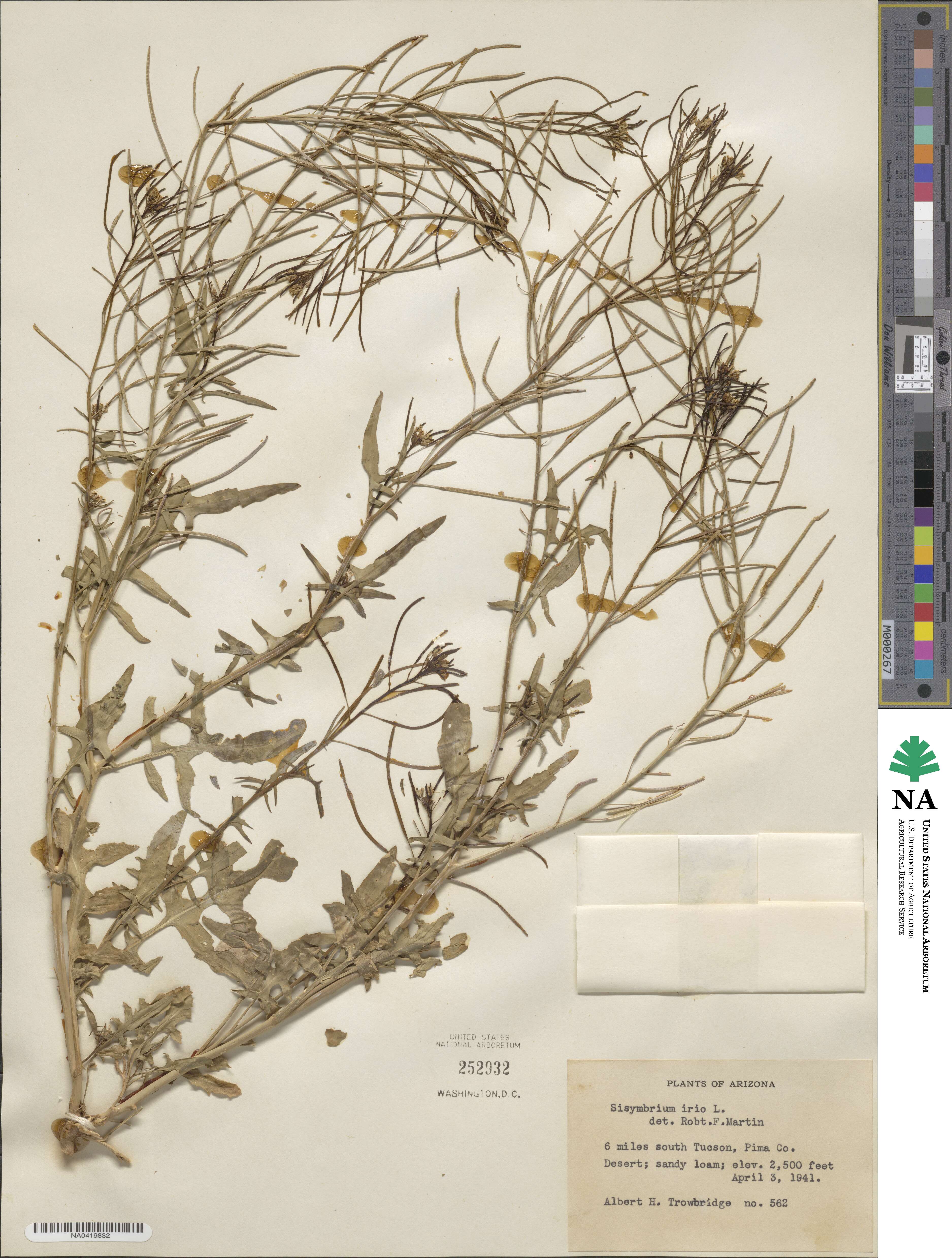 Sisymbrium irio image