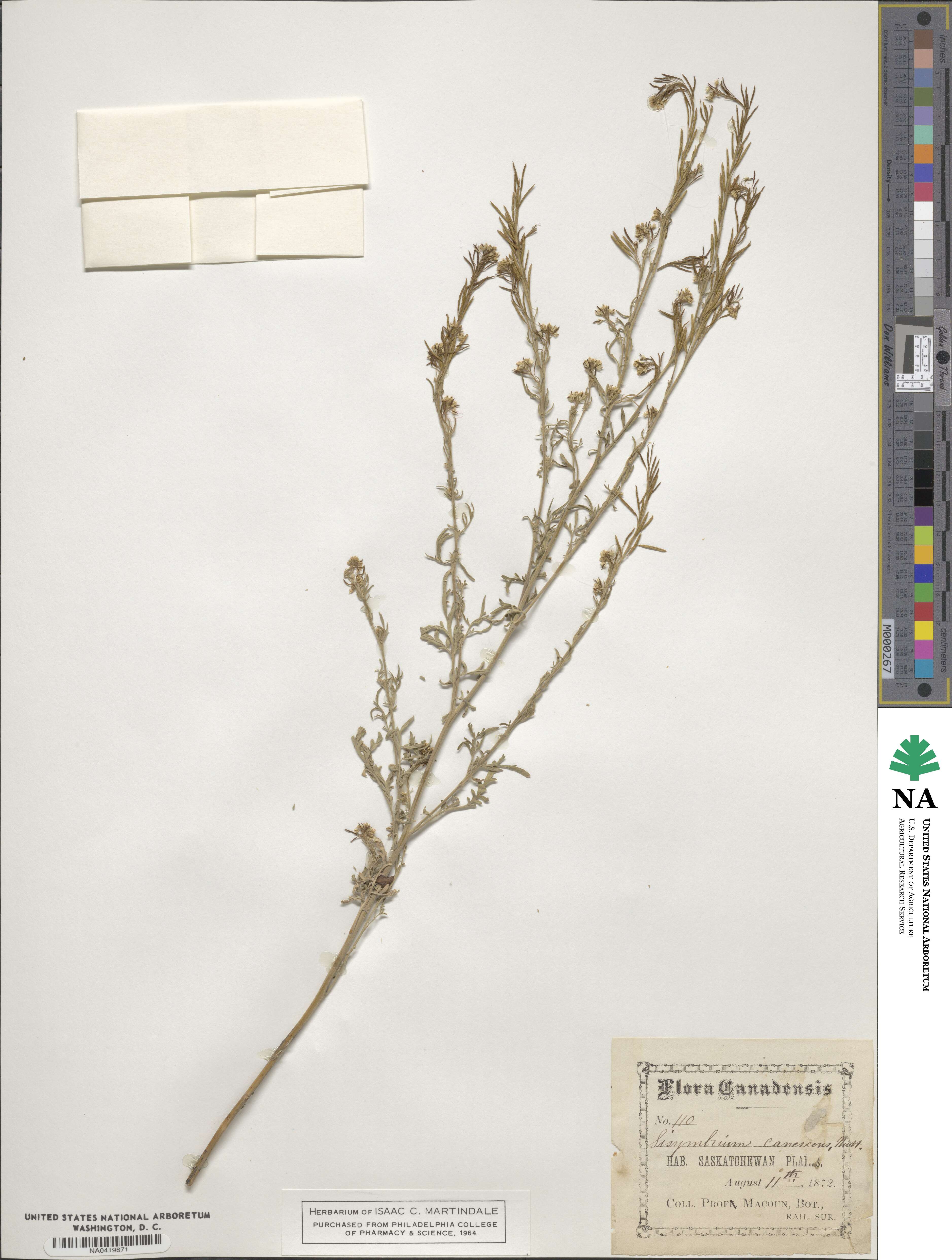 Sisymbrium canescens image