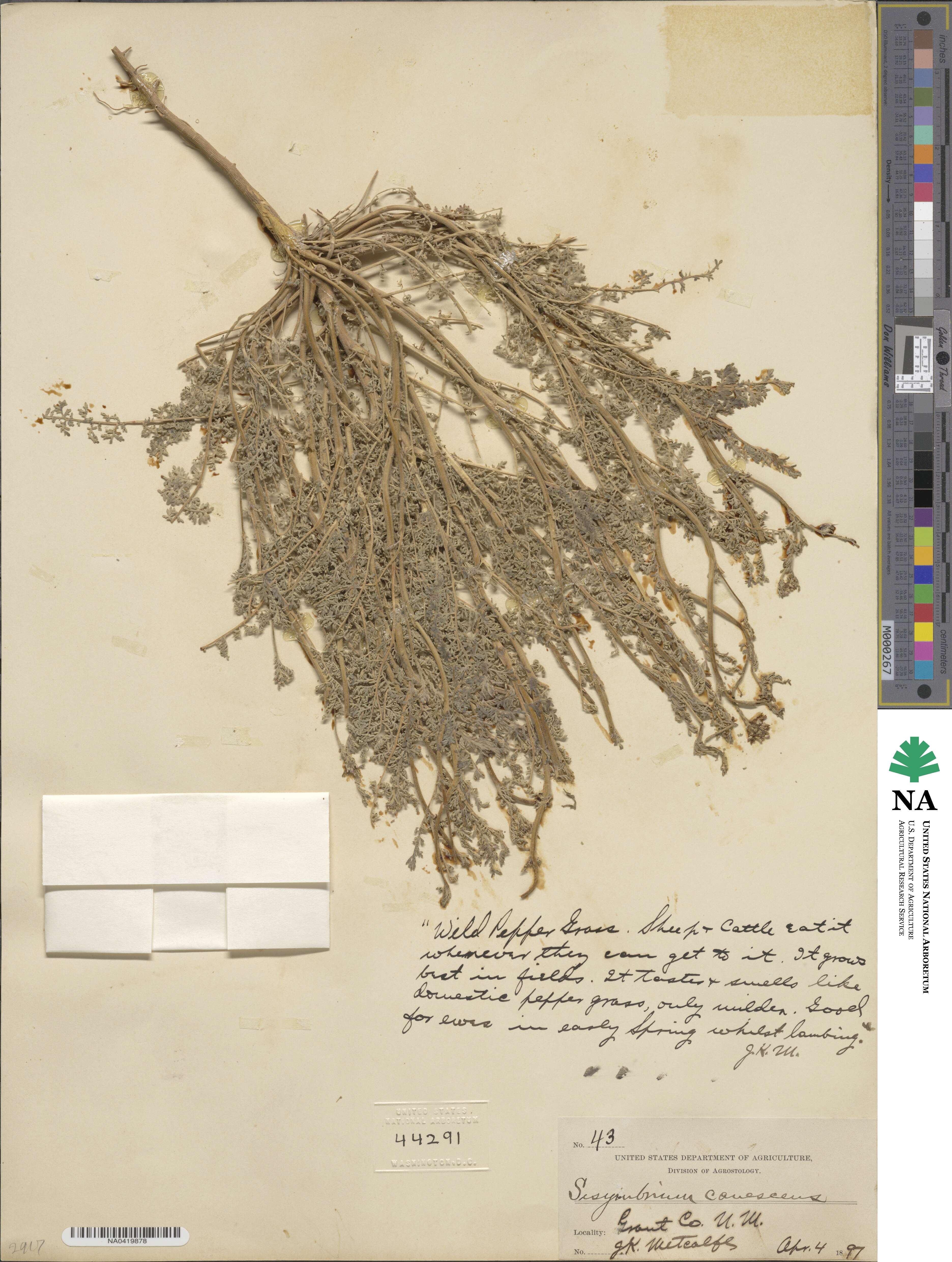 Sisymbrium canescens image