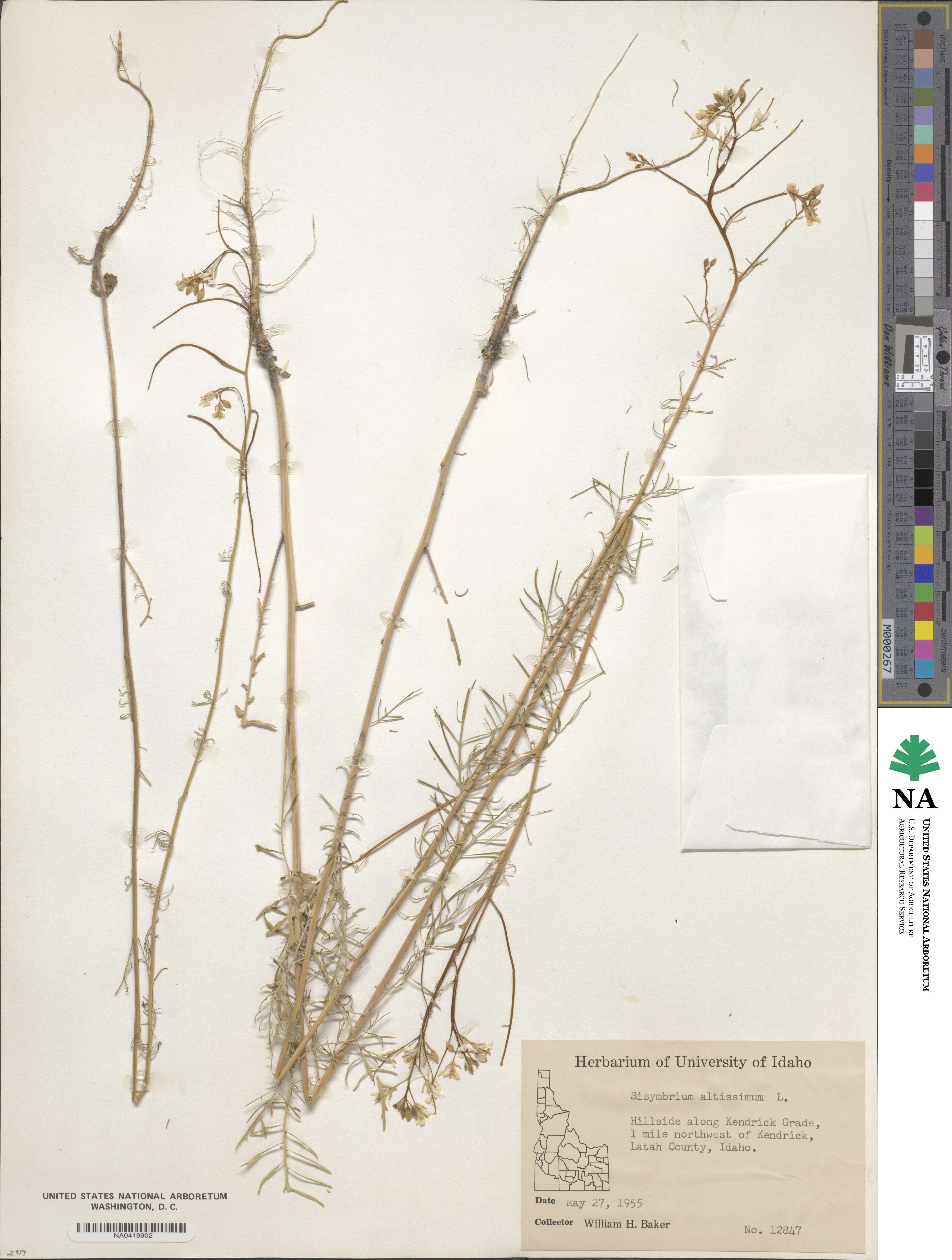 Sisymbrium altissimum image