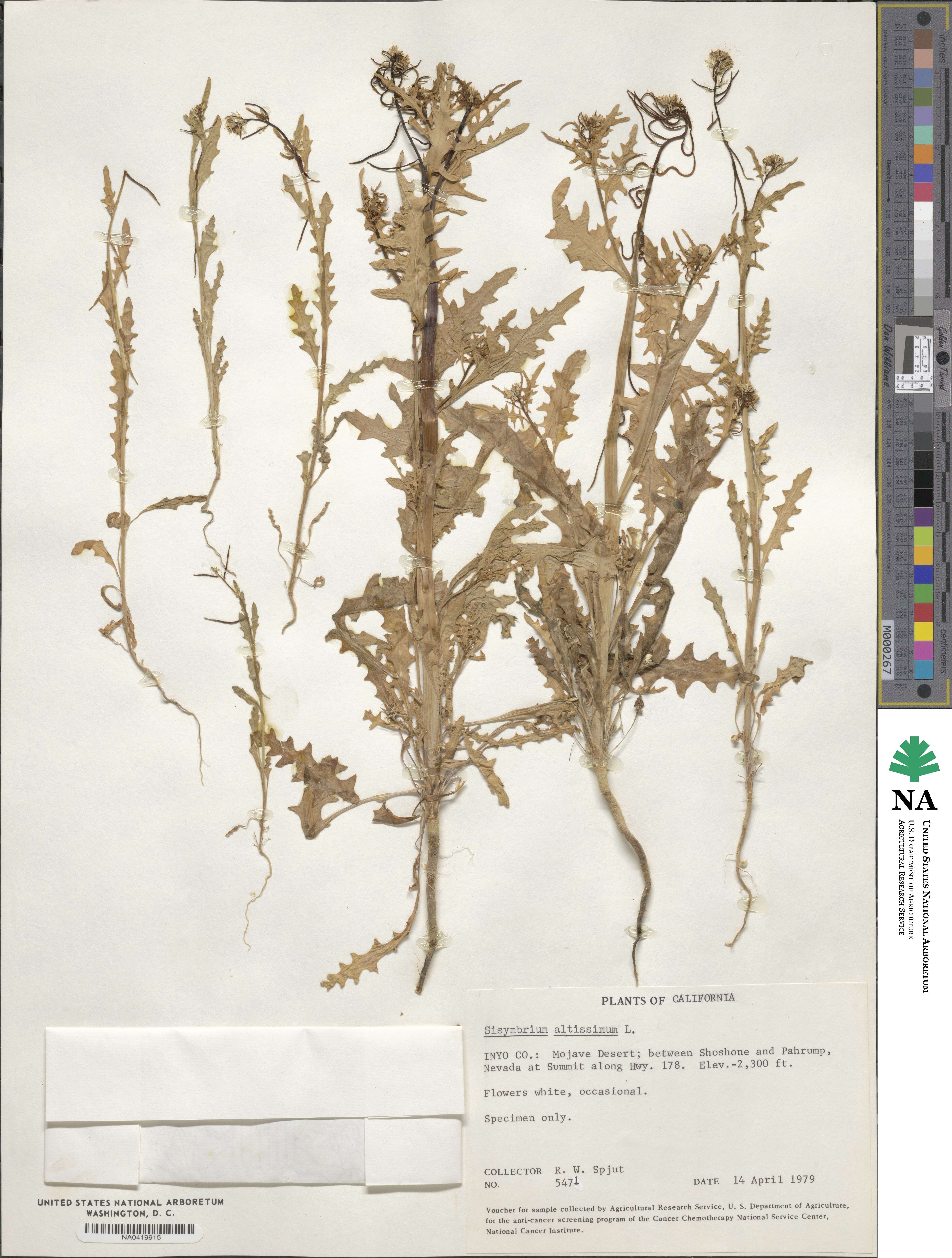 Sisymbrium altissimum image