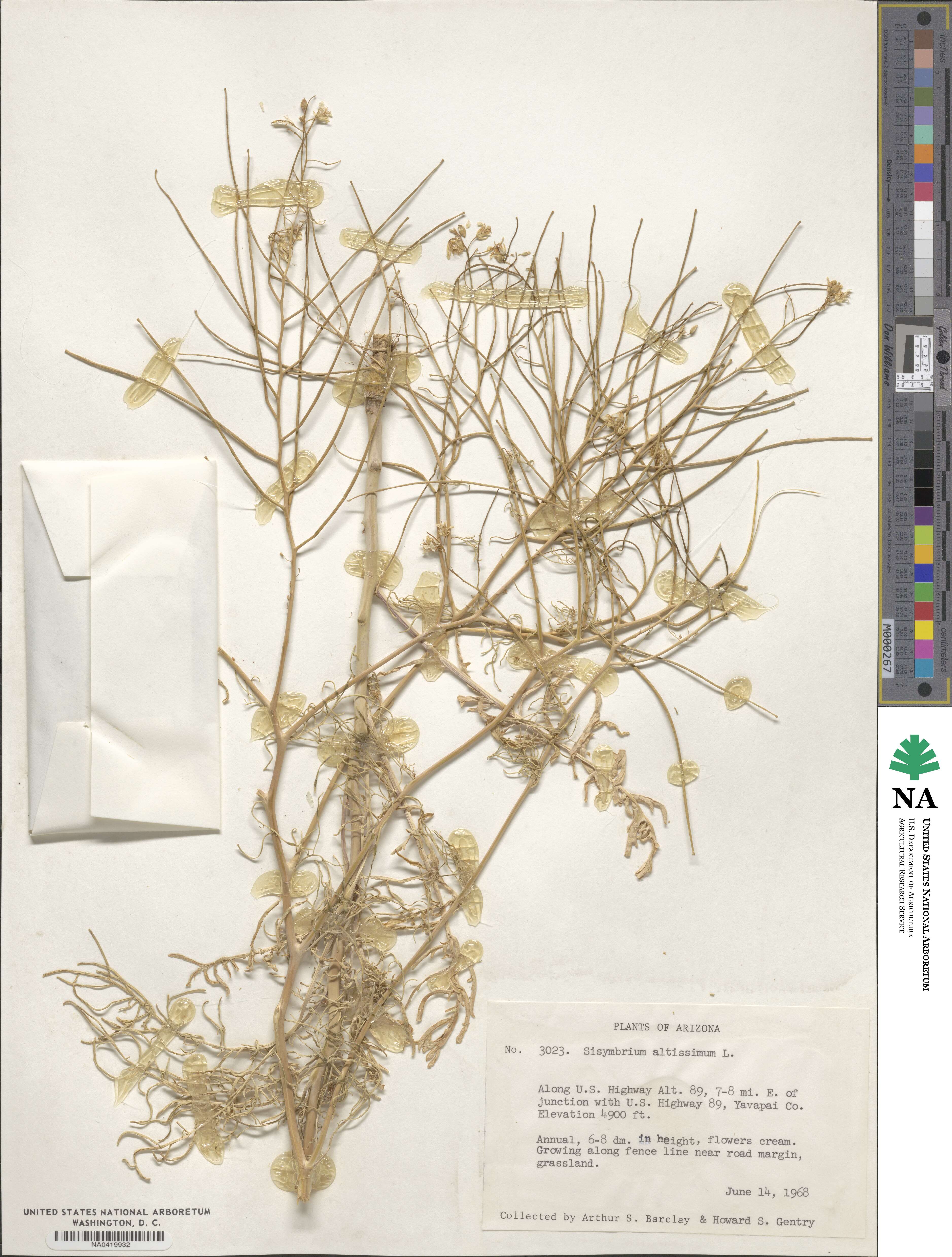 Sisymbrium altissimum image