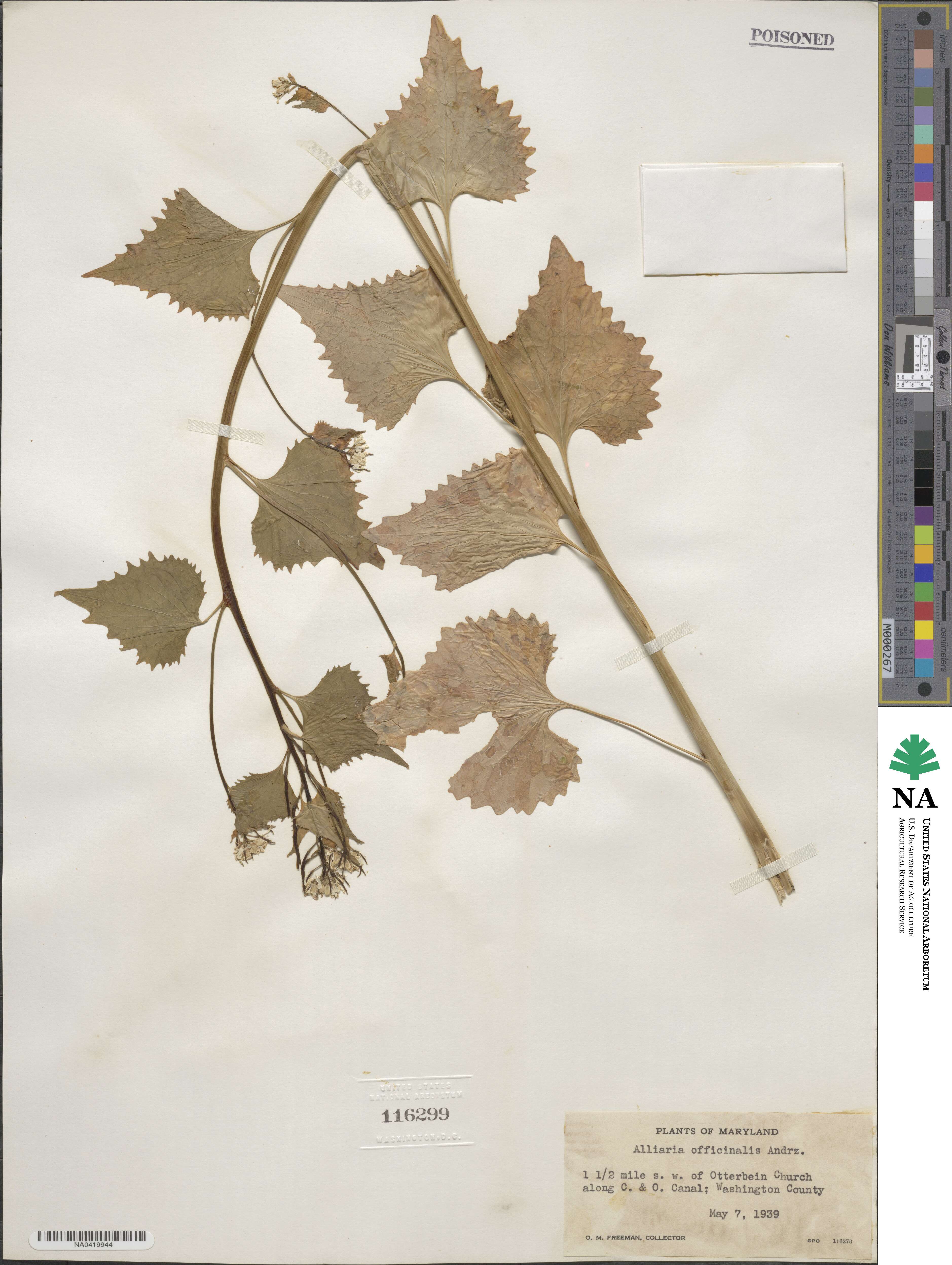 Alliaria petiolata image