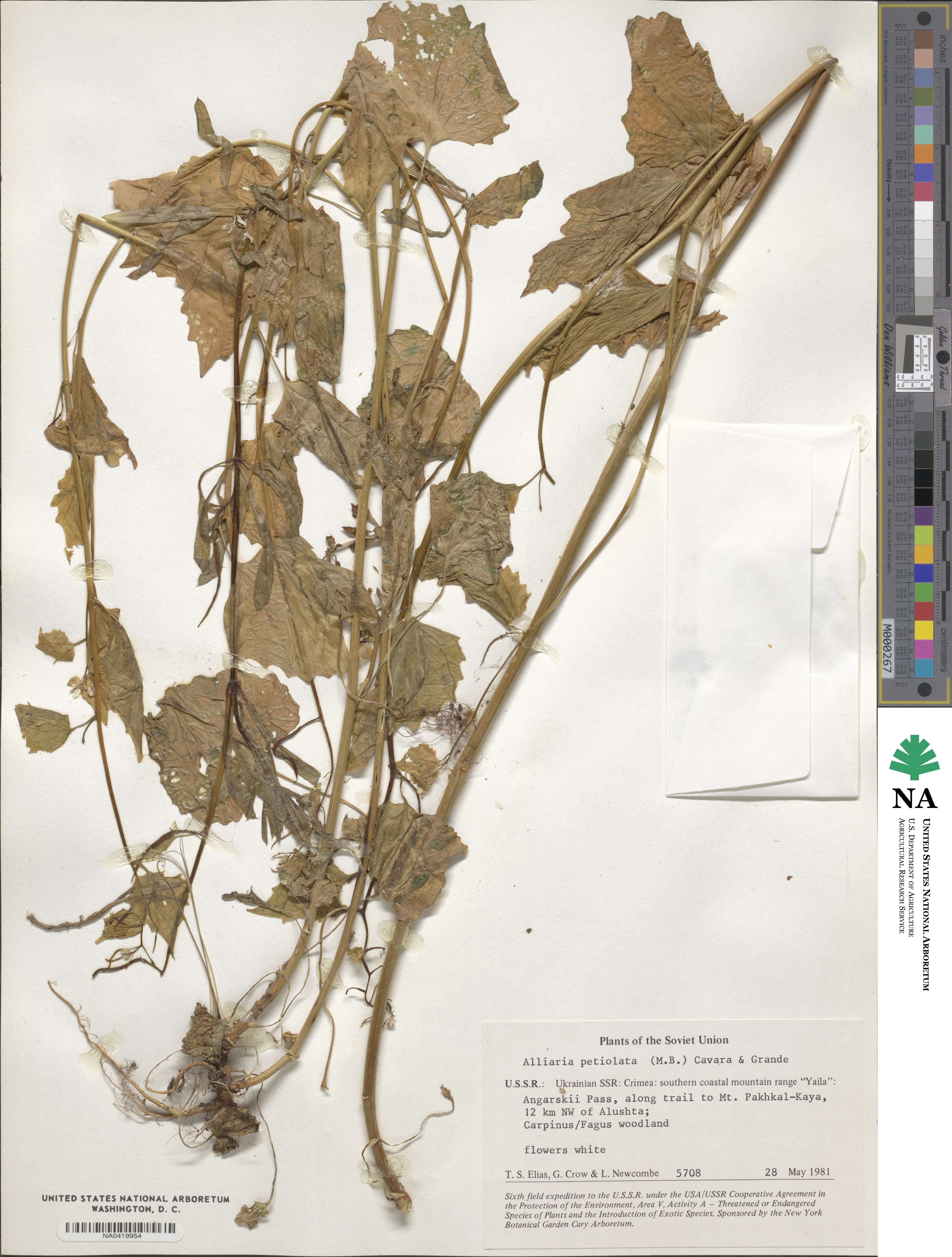 Alliaria petiolata image