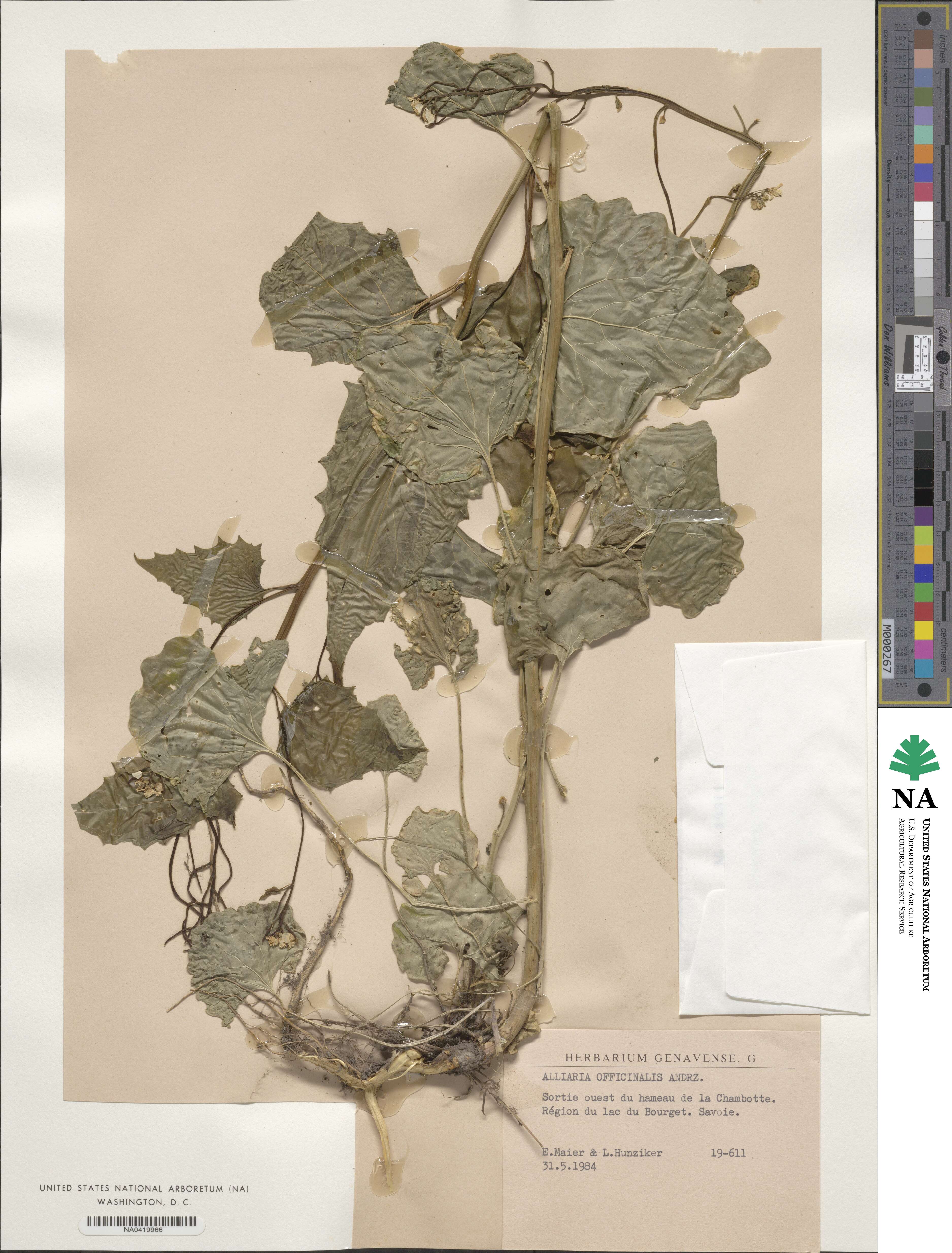 Alliaria petiolata image