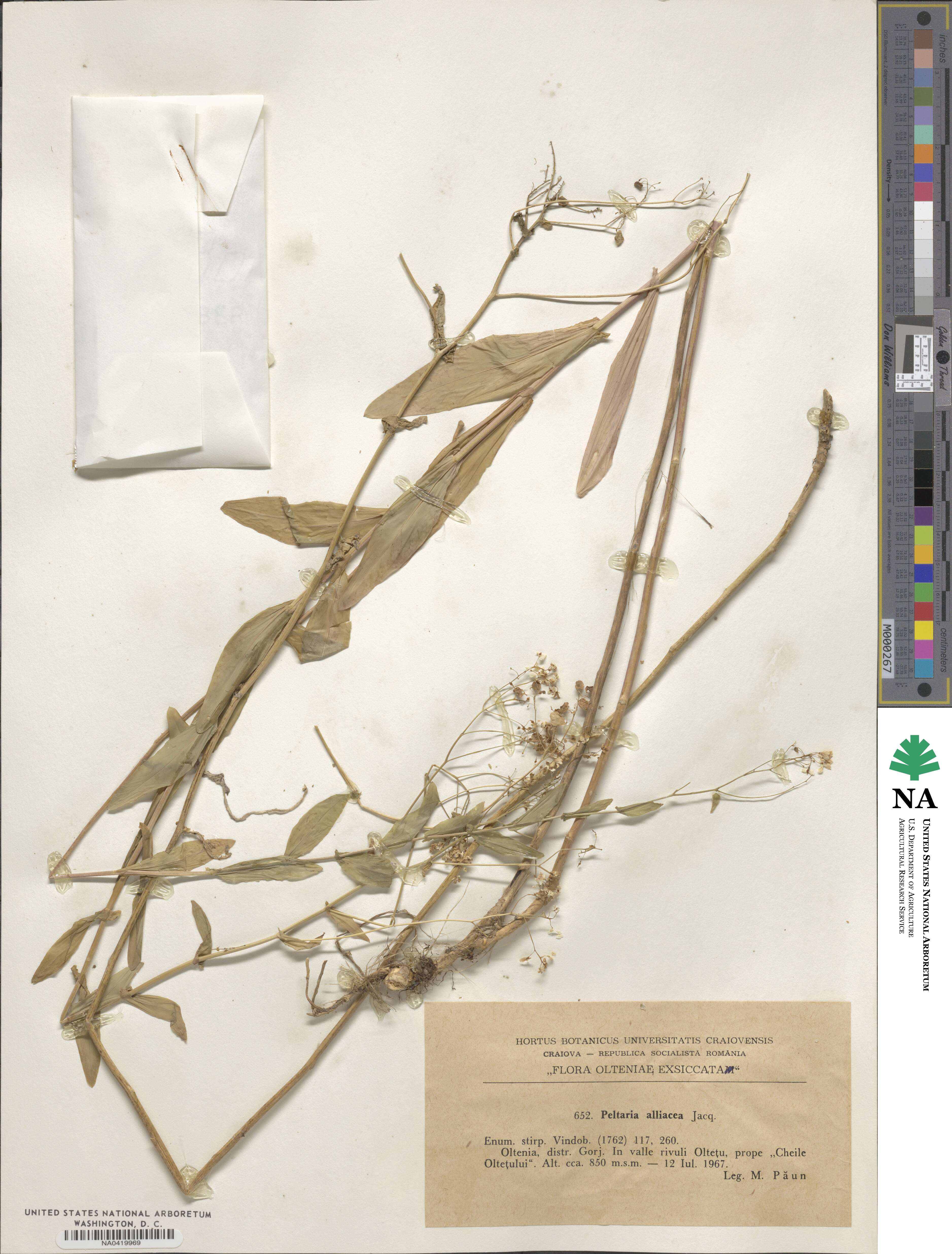 Peltaria alliacea image