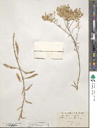 Peltaria angustifolia image