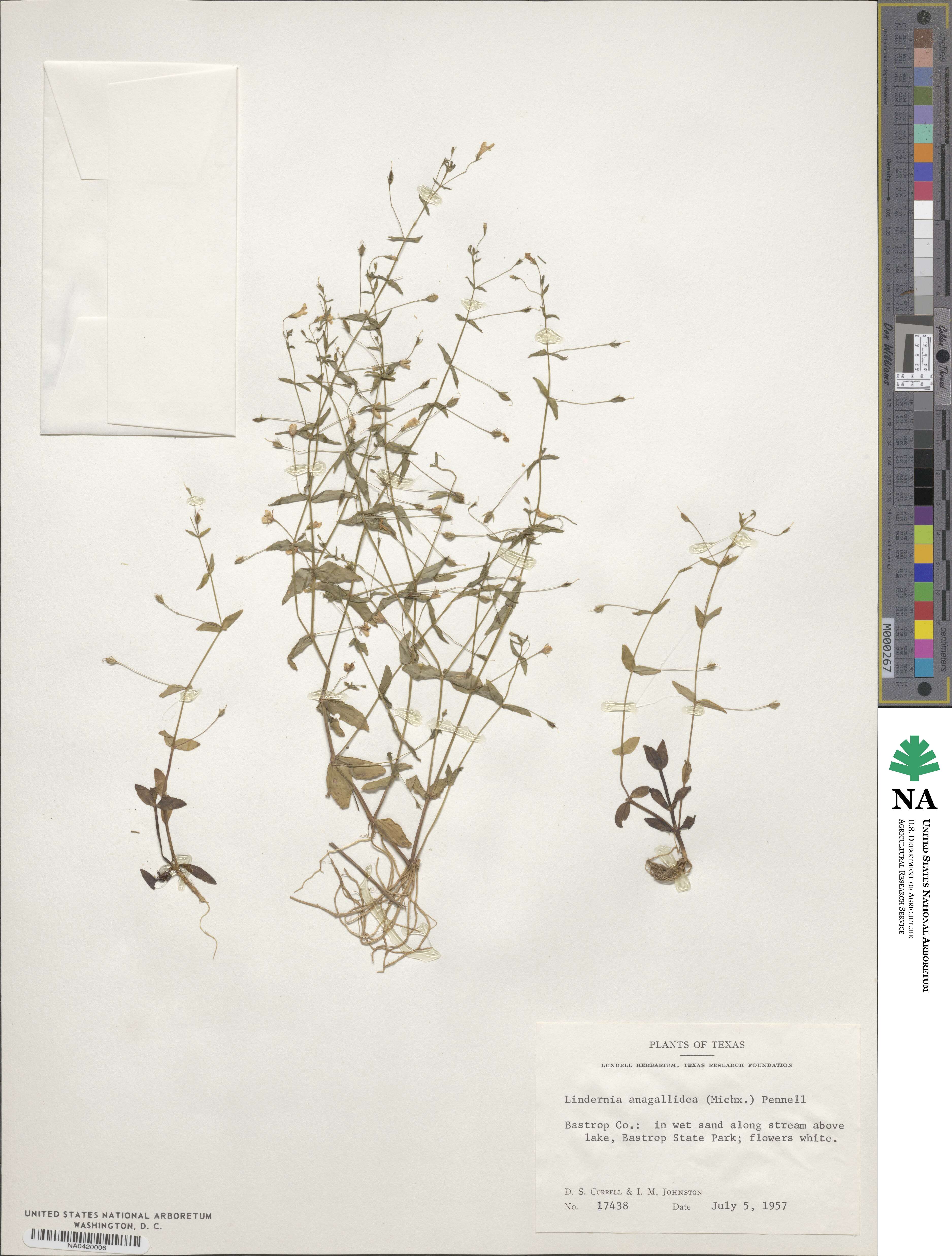 Lindernia dubia image