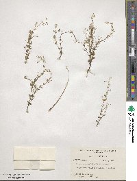 Lindernia dubia image