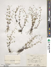 Lindernia dubia image