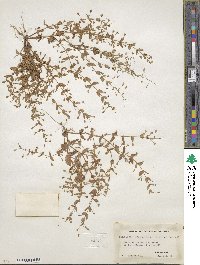 Lindernia dubia image