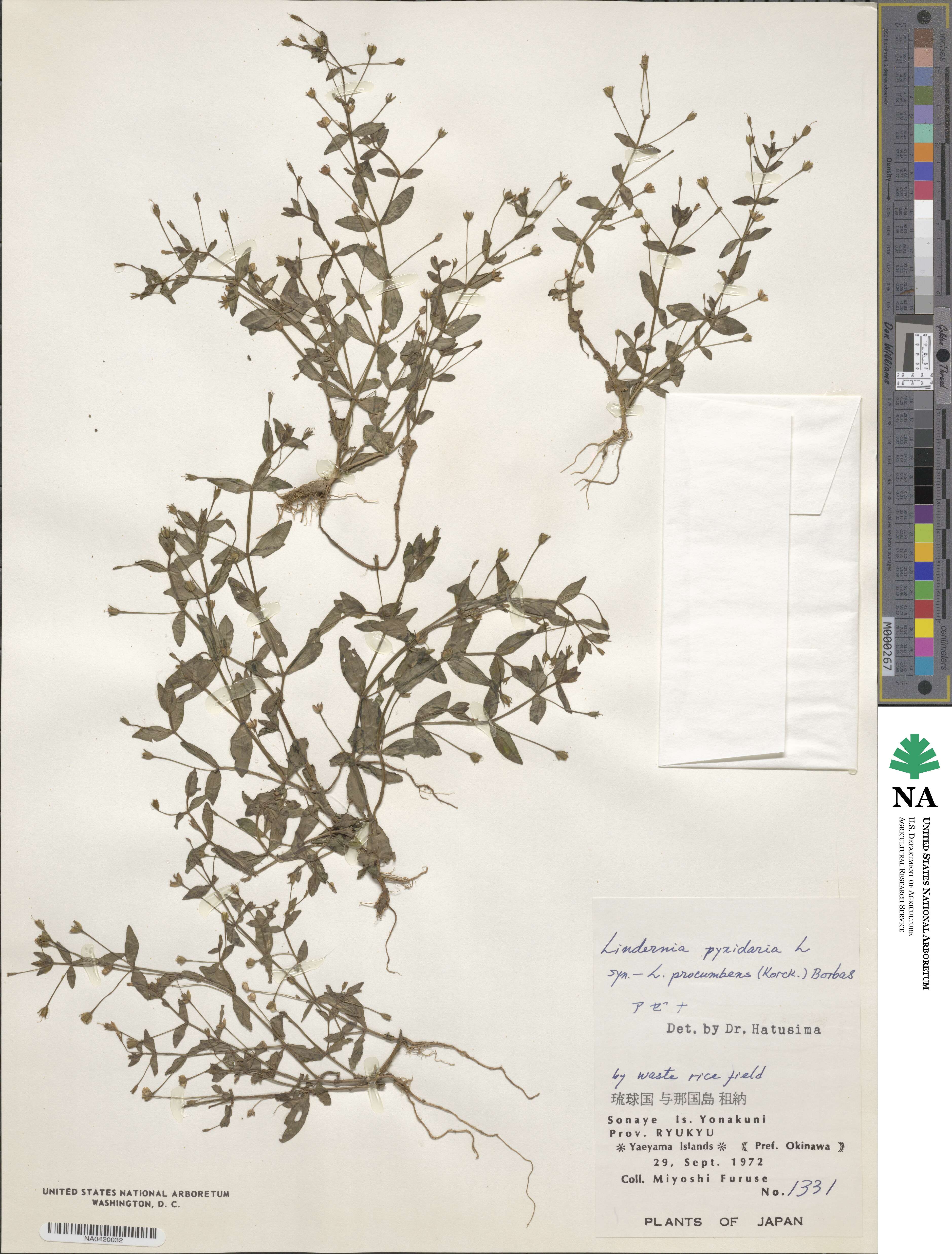 Lindernia pyxidaria image