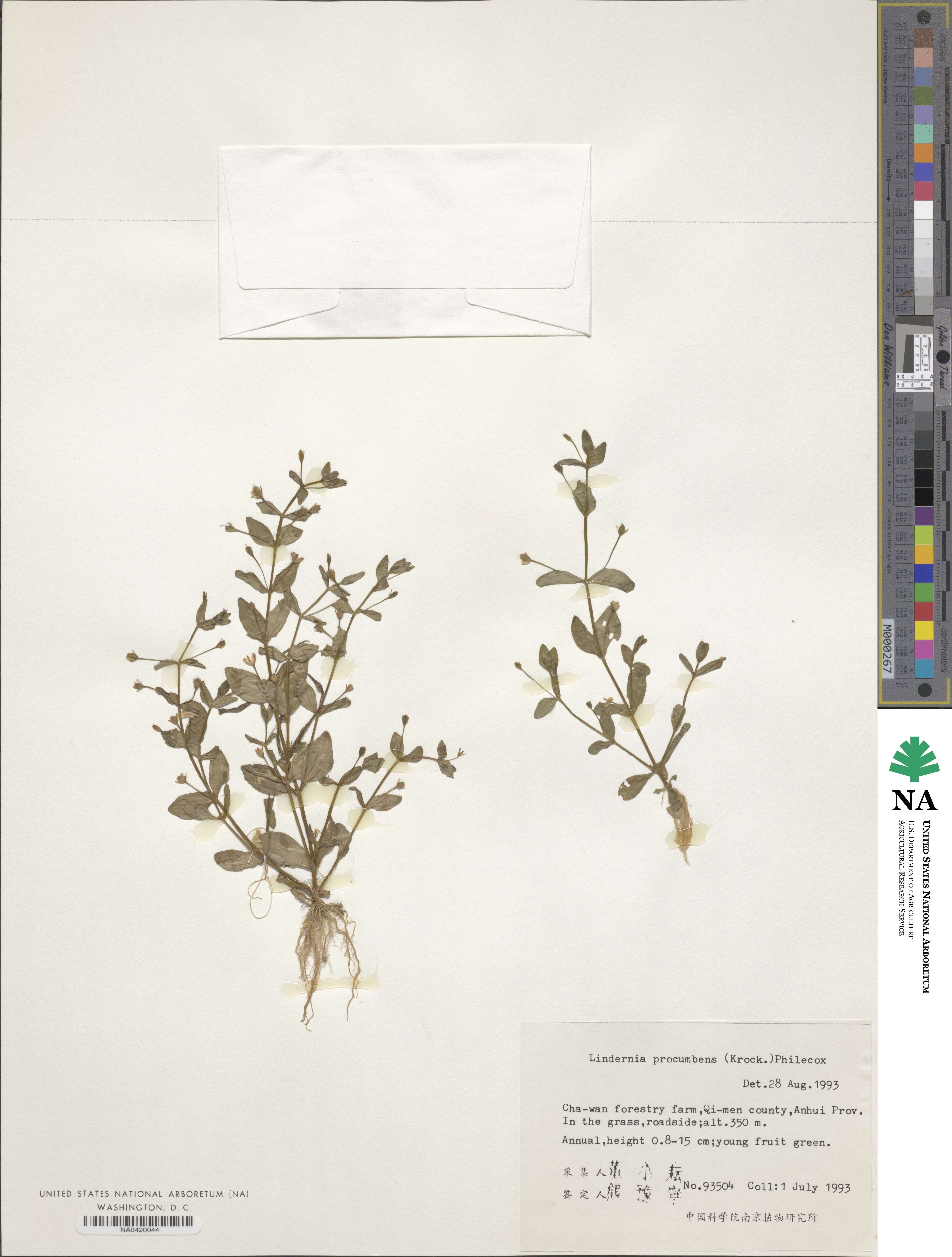 Lindernia procumbens image