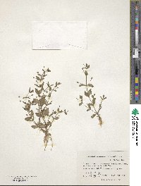 Lindernia procumbens image