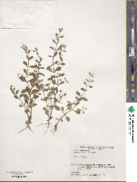 Lindernia dubia image