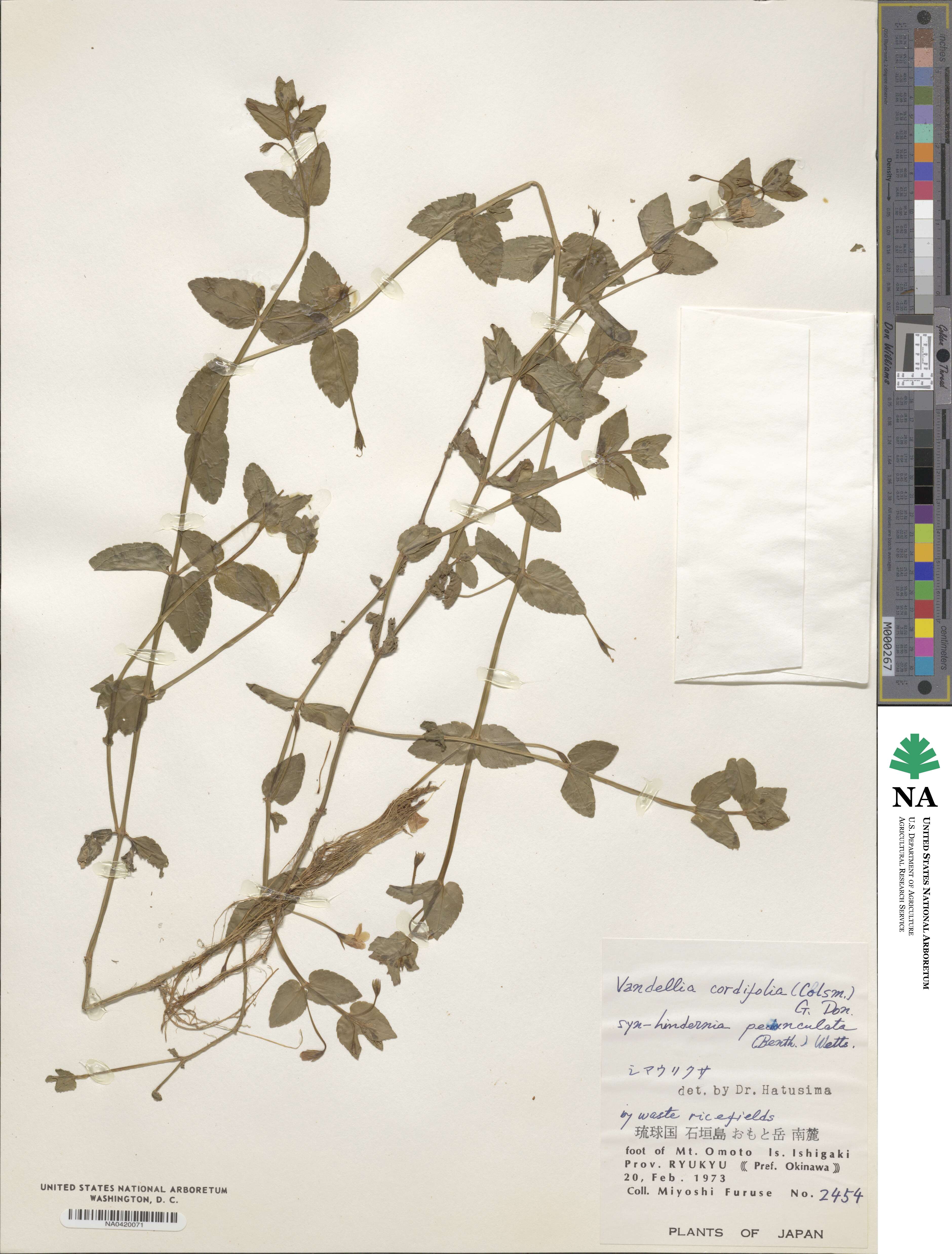 Torenia anagallis image