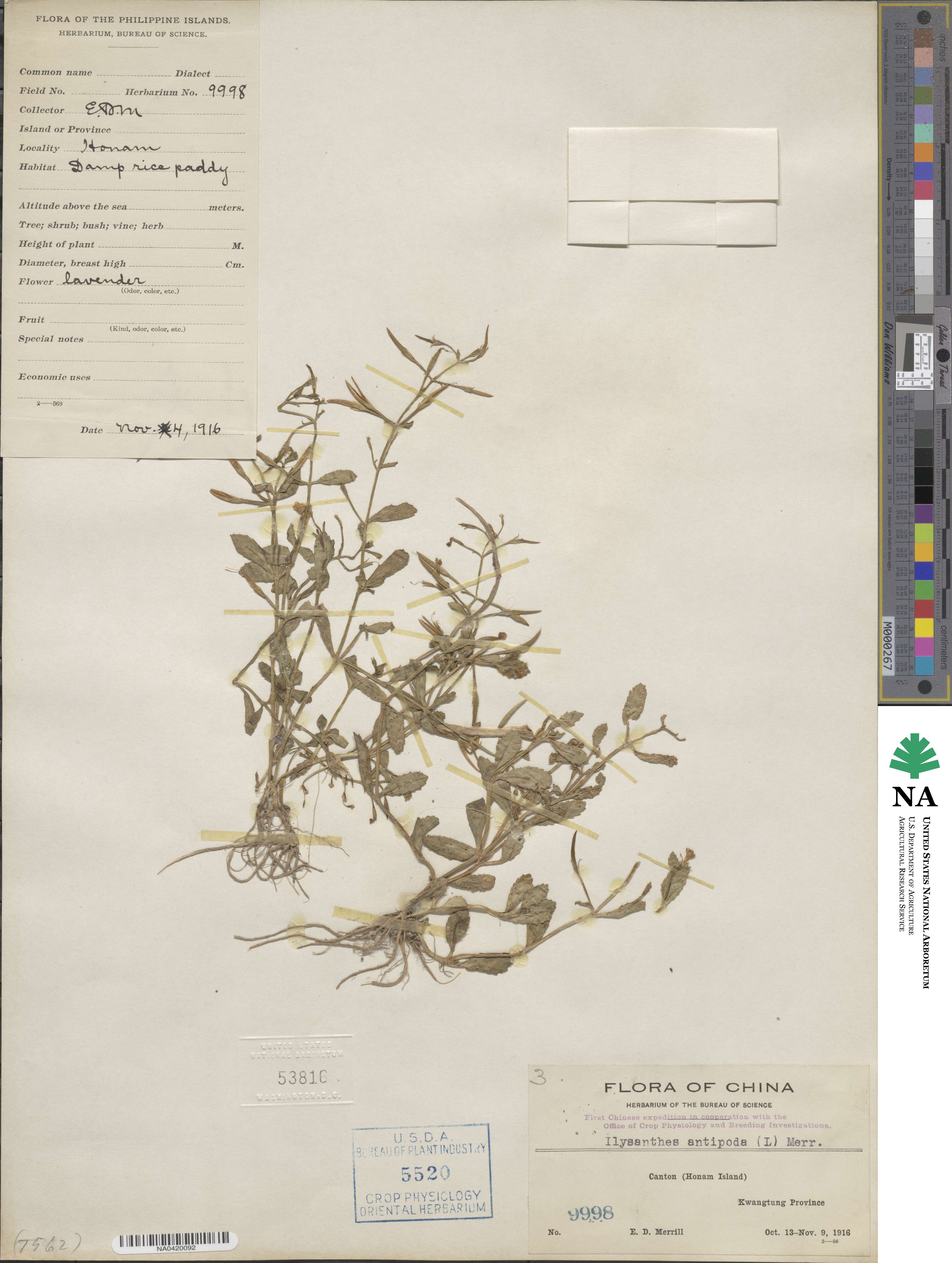 Bonnaya antipoda image