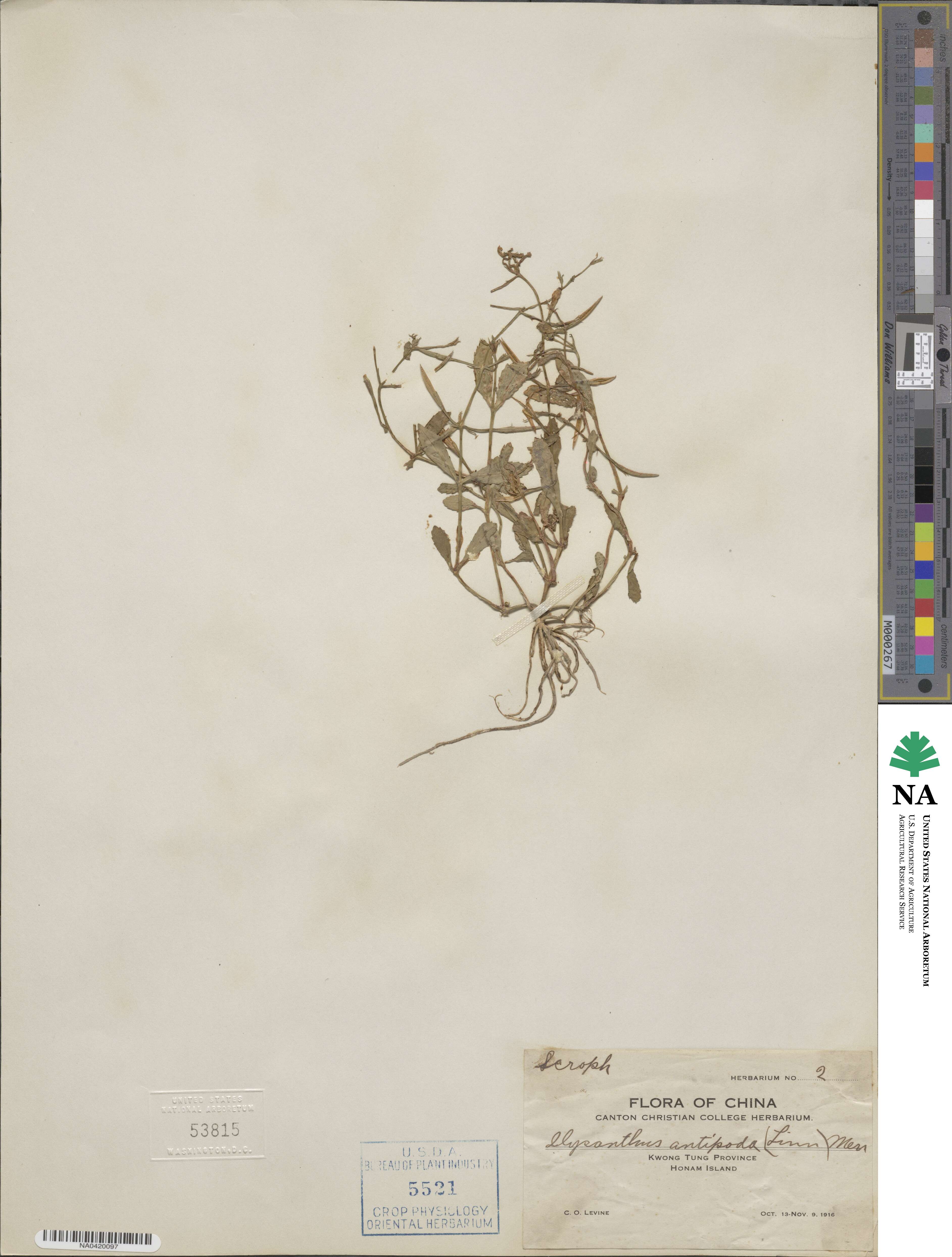 Bonnaya antipoda image