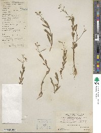 Vandellia micrantha image