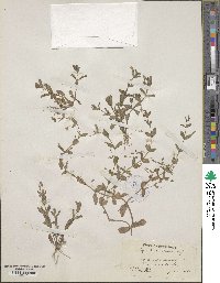 Lindernia dubia image