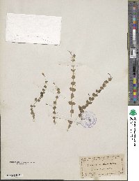 Lindernia grandiflora image