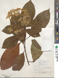 Luculia gratissima image