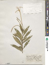 Solenandra longiflora image