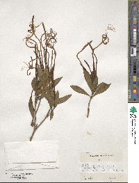 Solenandra longiflora image