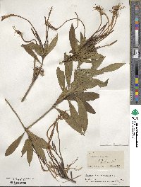 Solenandra longiflora image