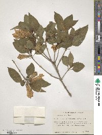 Hintonia latiflora image