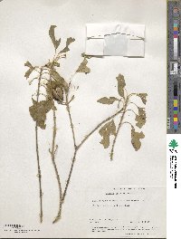 Hintonia latiflora image