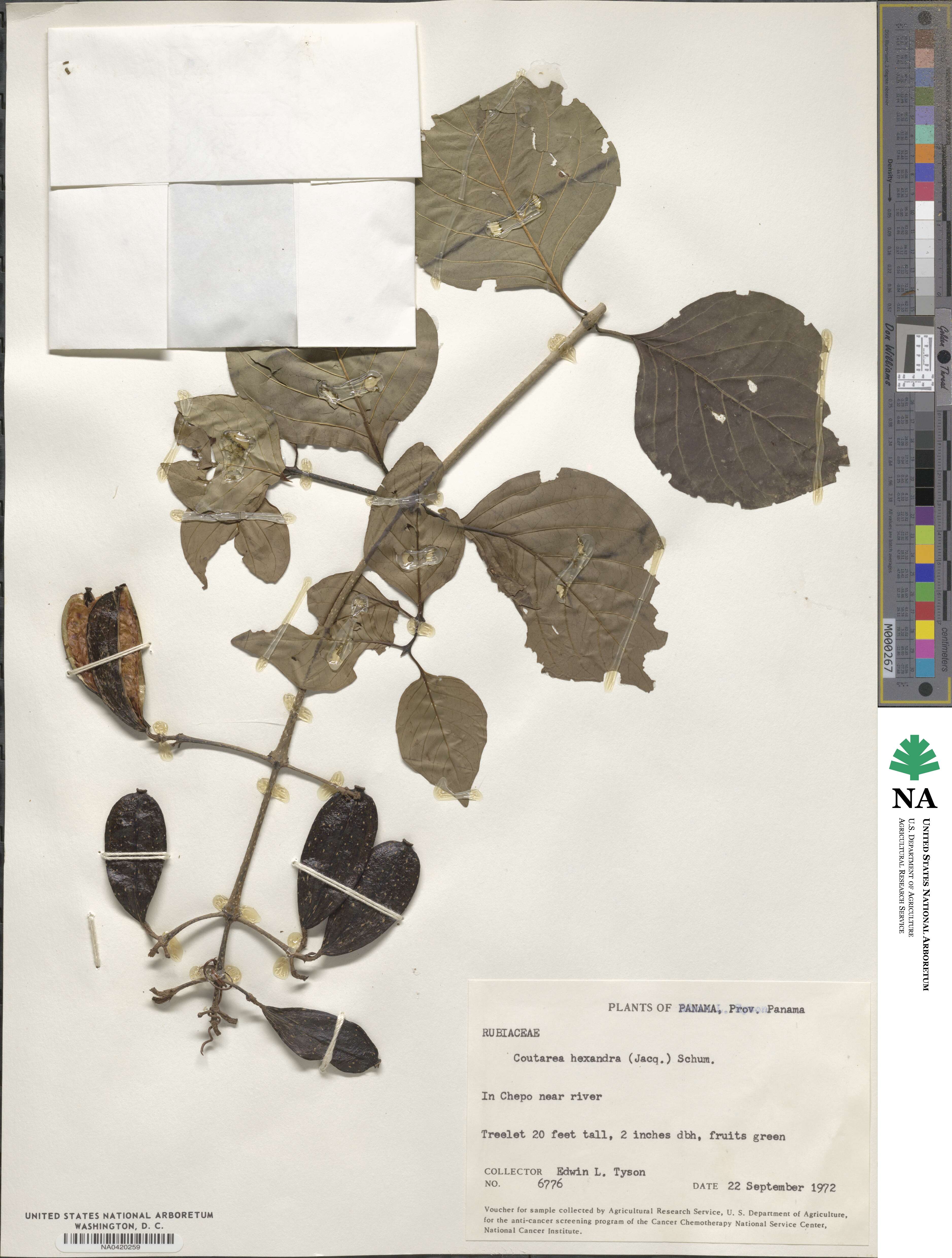 Coutarea hexandra image