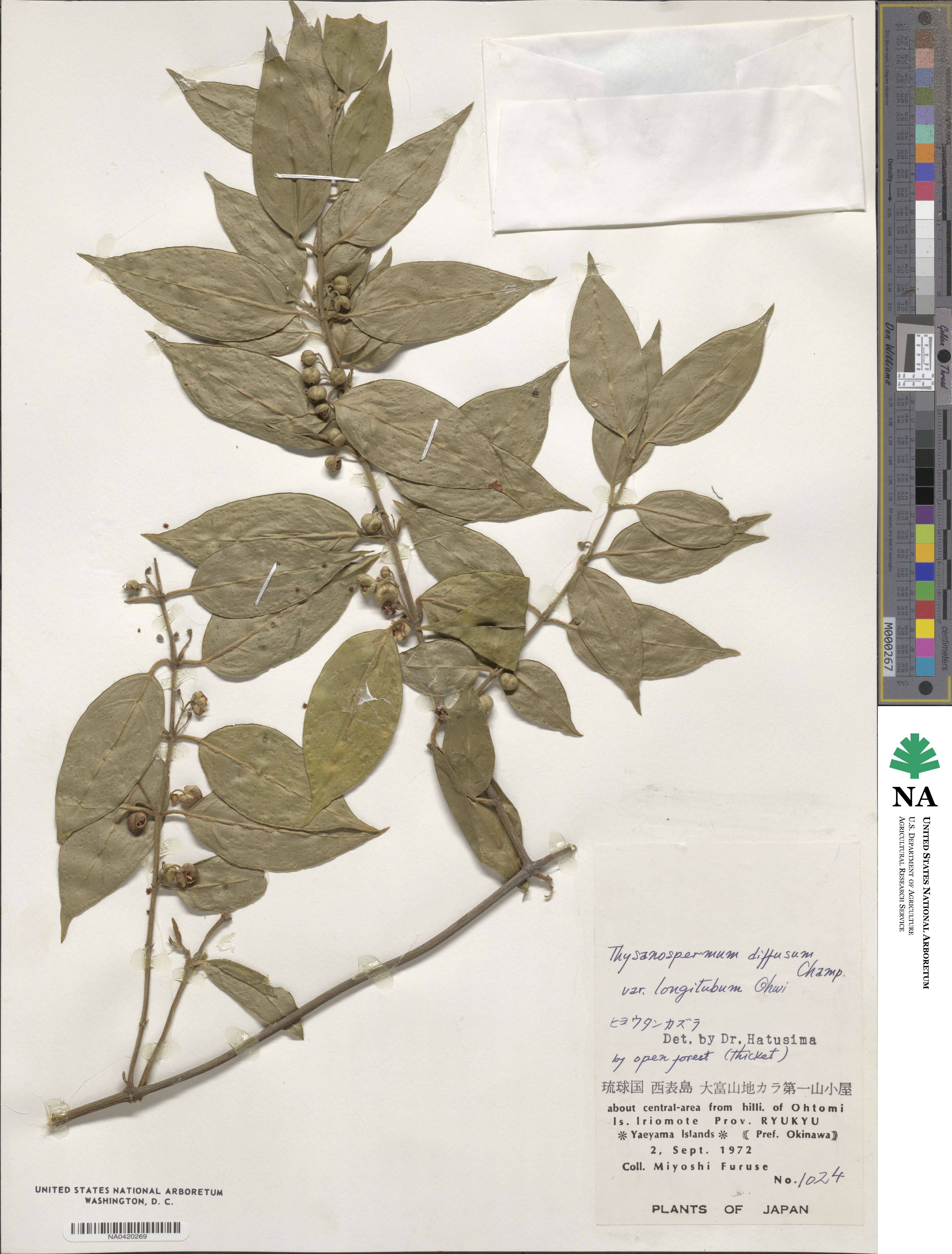 Coptosapelta diffusa image