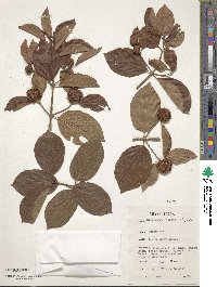 Image of Mitragyna inermis