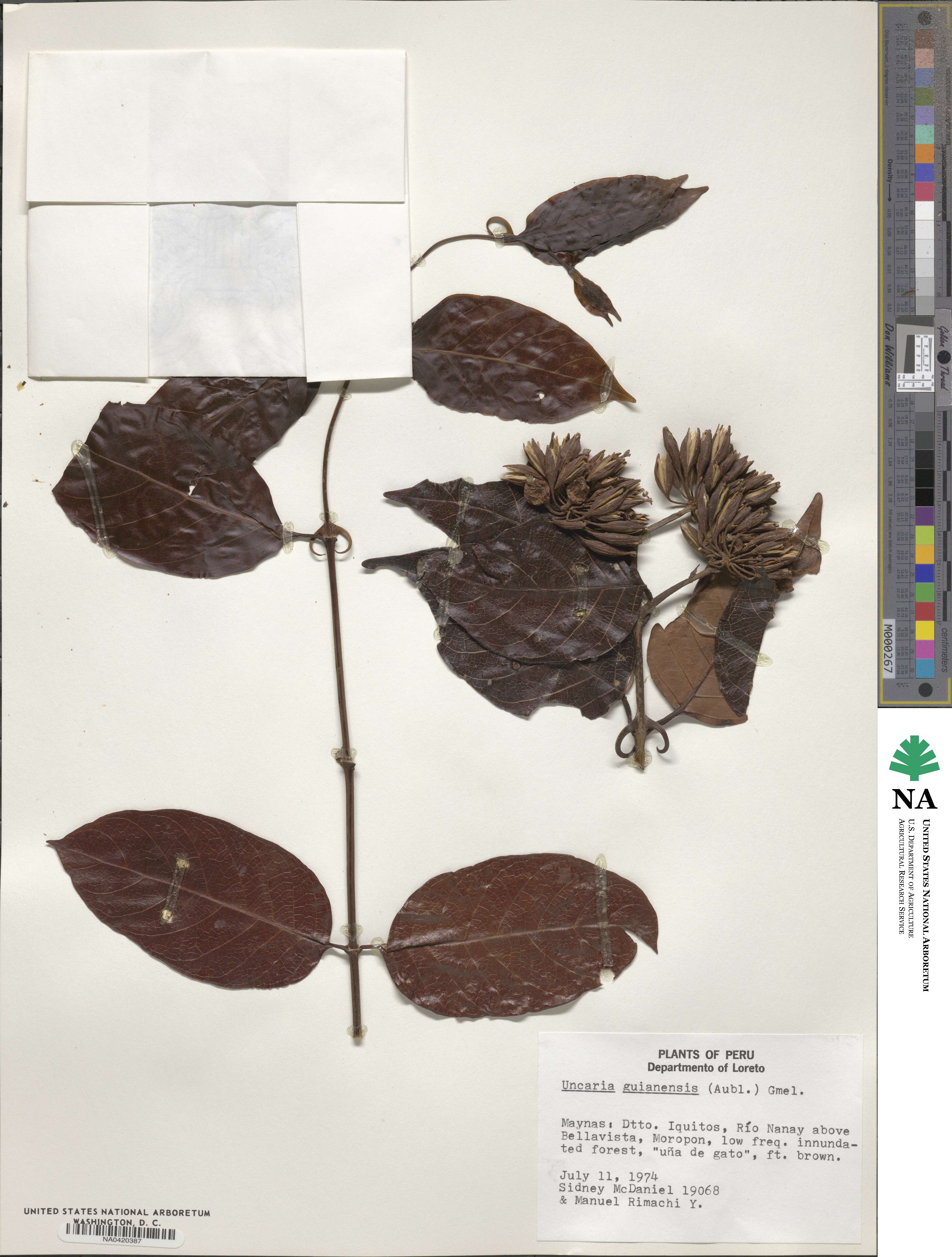 Uncaria guianensis image