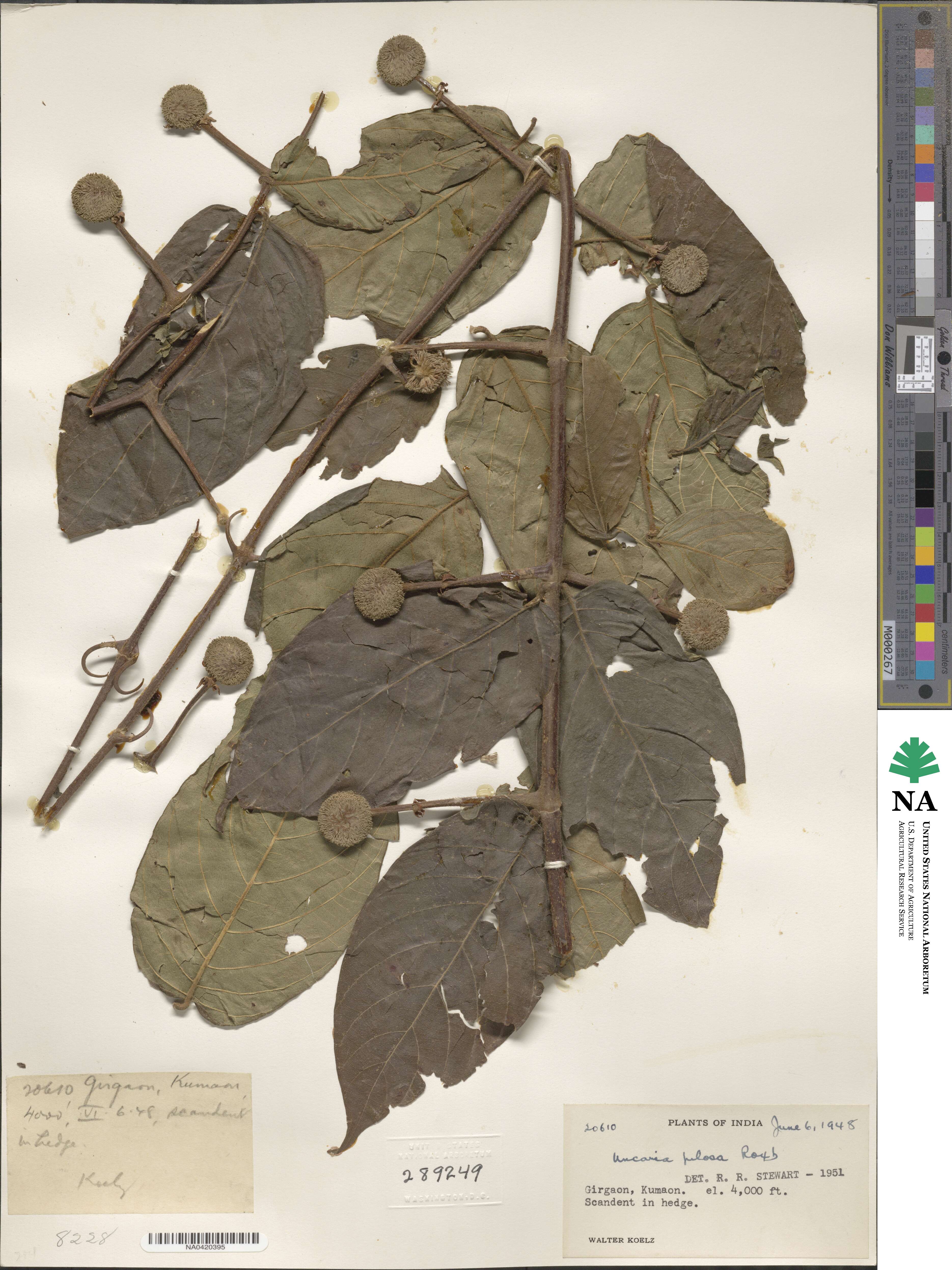 Uncaria scandens image