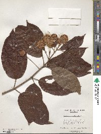 Cephalanthus occidentalis image