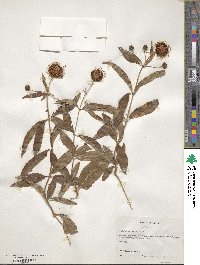 Cephalanthus occidentalis image