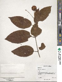 Cephalanthus occidentalis image