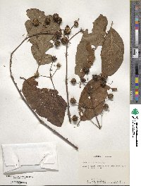 Cephalanthus occidentalis image