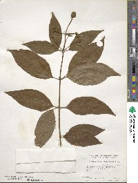 Cephalanthus occidentalis image