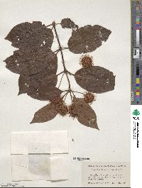 Cephalanthus occidentalis image