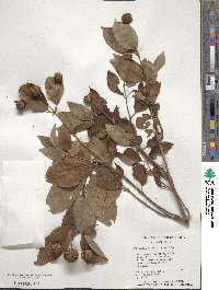 Cephalanthus occidentalis image