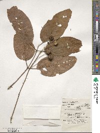Cephalanthus occidentalis image